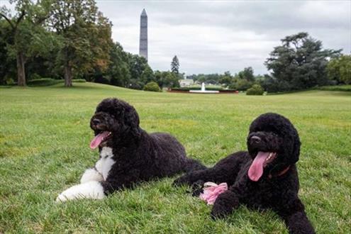 سارق سگ های خانواده اوباما بازداشت شد