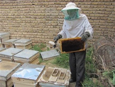2246 زنبورستان فعال در استان زنجان وجود دارد/ توسعه زنبورداری راهکاری برای مقابله با بیکاری در زنجان+تصاویر