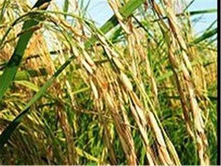 ۴۸ درصد برنج‌های بازار دارای تراریخته ژنتیکی است