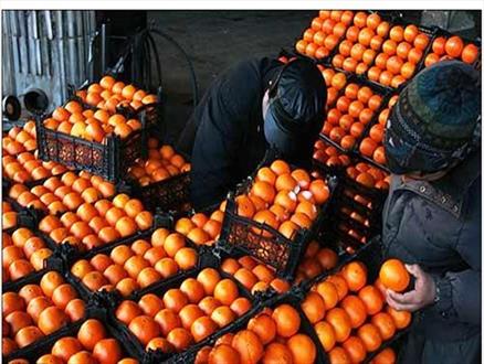 ذخیره سازی 450 تن میوه شب عید در شاهرود/ میوه شب عید در 40 جایگاه شهری و روستایی عرضه می شود