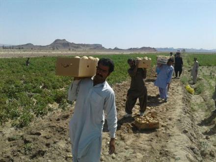 رتبه نخست تولید سیب زمینی سیستان و بلوچستان به خاش اختصاص دارد/ یک هزار و 500  نفر در مراحل مختلف تولید سیب زمینی در خاش فعالیت دارند