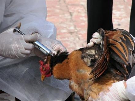هيچ موردي از بیماری آنفلوآنزای فوق حاد پرندگان در شهرستان خاش گزارش نشده است/ شهروندان مرغ زنده خريداري نكنند
