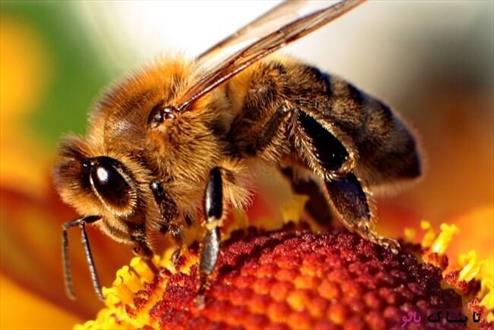 زنبورهایی که به جای شهد گل از "اشک چشم انسان" تغذیه می کنند +تصاویر 