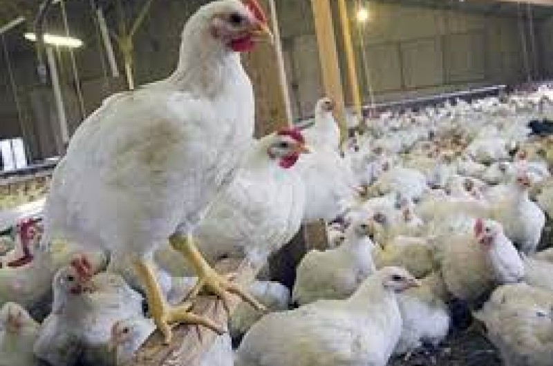 شکوائیه مردمی/ قیمت مرغ در خاش پر کشید/ فرماندار خاش: مسئولان برنامه نظارتی و کنترلی را تشدید و قیمتها را متعادل کنند