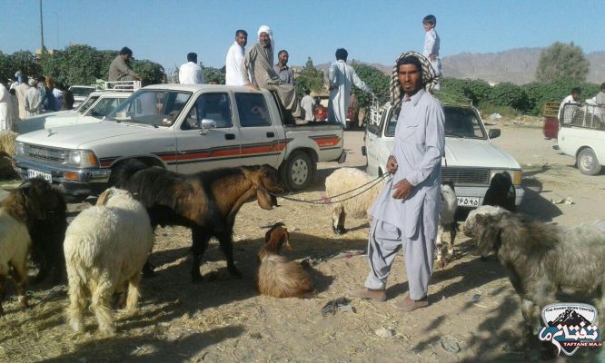 گزارش تصویری/ بازار داغ خرید و فروش دام عید قربان در شهرستان خاش
