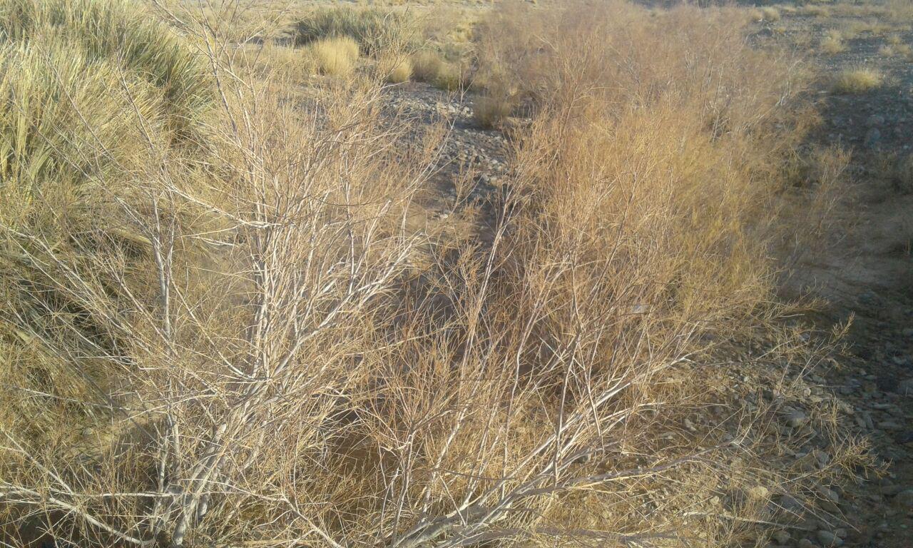 گزارش تصويري/ تیغ خشکسالی بر گردن روستاهاي جنوب شرق كشور