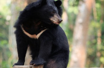 نفس های آخر حیات وحش" بیرک و پوزک"/ زنگ خطر انقراض خرس سیاه بلوچی نواخته شد