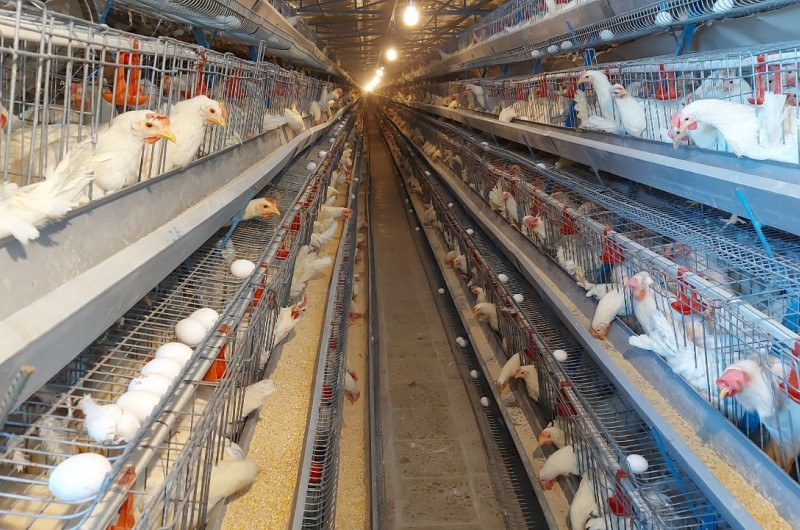 ظرفیت تولید تخم مرغ در سیستان و بلوچستان به ۹ هزار تن رسید