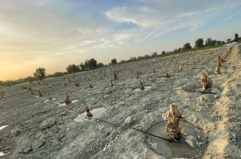 کشت موز به روش آبیاری قطره‌ای در شهرستان زرآباد