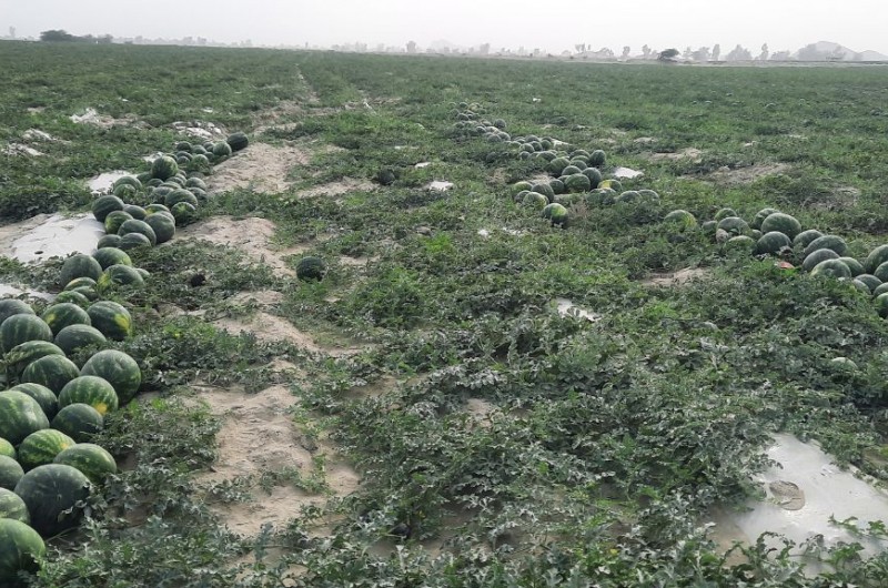 کاهش ۵ هزارهکتاری سطح زیر کشت هندوانه در شهرستان دشتیاری