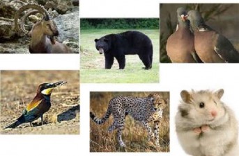 جنوب شرق ایران زیستگاه امنی برای گونه‌های جانوری در حال انقراض است