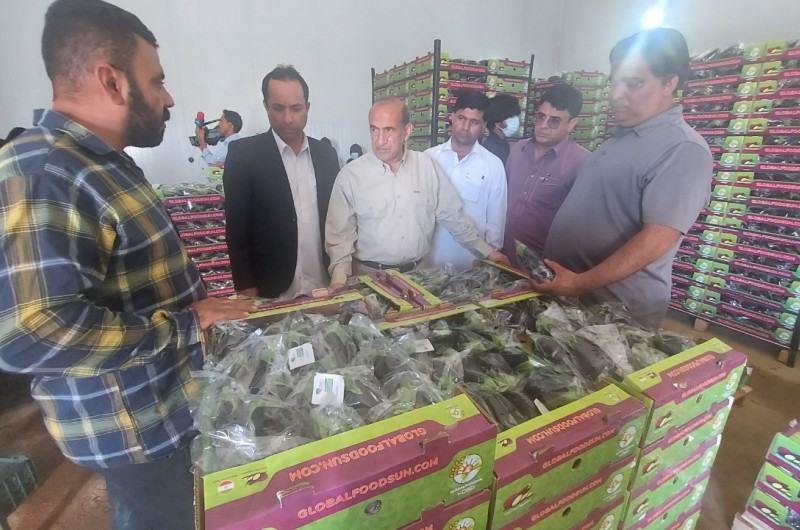 رتبه اول صادرات محصولات گلخانه‌ای سیستان و بلوچستان به شهرستان خاش اختصاص دارد