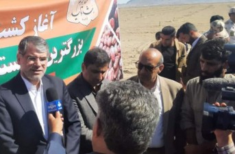 آغاز طرح توسعه ۲۳۰۰ هکتاری نخلستان‌های سیستان و بلوچستان با ارقام تجاری