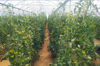 افتتاح و بهره برداری ۶۴پروژه بخش کشاورزی شهرستان سیب و سوران توسط وزیر جهاد کشاورزی