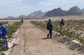 افزایش دو برابری سطح زیر کشت گل محمدی در شهرستان خاش