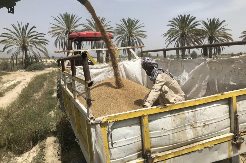 خرید گندم در سیستان و بلوچستان به مرز ۳۲۰۰ تن رسید