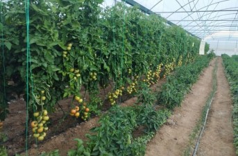 توسعه بخش کشاورزی شهرستان سیب و سوران در سال جاری شتابی بیشتری به خود گرفته است
