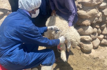 آغاز واکسیناسیون احشام به دلیل شیوع بیماری تب مالت در شهرستان تفتان