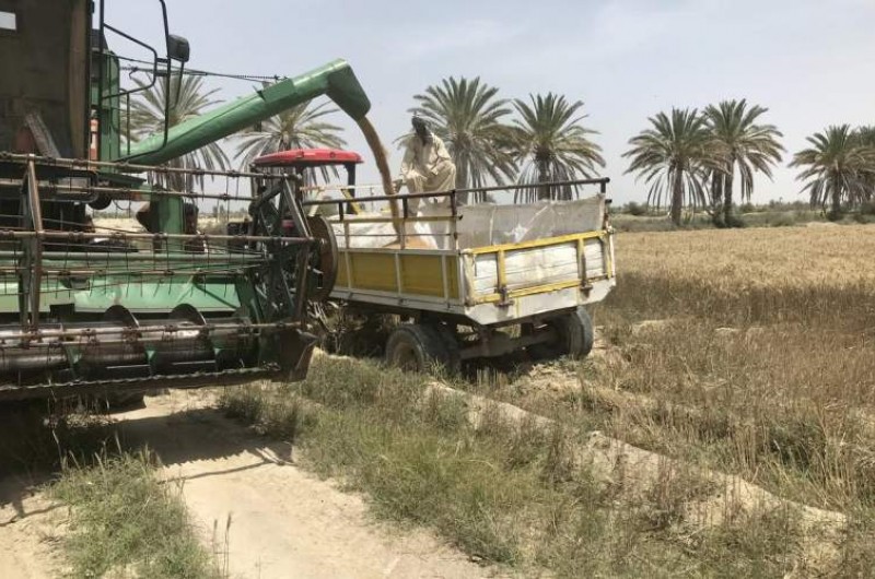 خرید گندم در سیستان و بلوچستان از مرز ۲۱ هزار تن گذشت