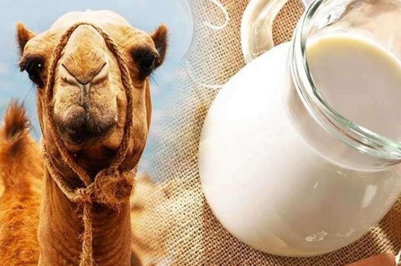 شیرخشک شترهای سیستان و بلوچستان راهی بازار مصرف چین و امارت شد