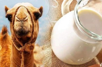 شیرخشک شترهای سیستان و بلوچستان راهی بازار مصرف چین و امارت شد