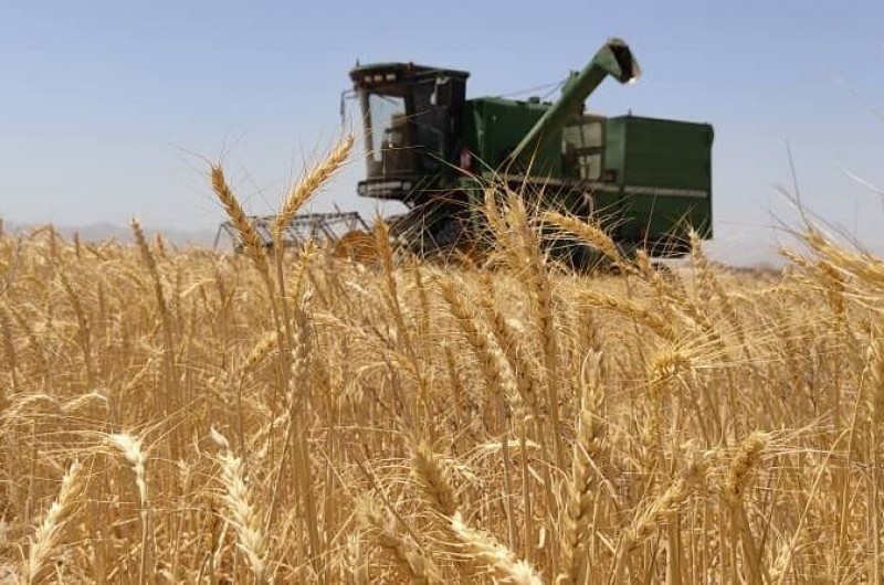 کشاورزان خاش ۴هزار تن گندم به مراکز خرید تحویل دادند