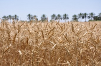 رکورد بی سابقه خرید ‌۶۲هزارتن گندم در سیستان و بلوچستان