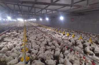 تولید ۱۴۰۰ تن گوشت مرغ در سیب و سوران