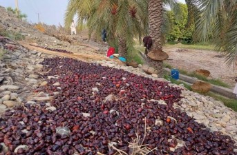خسارت به بیش از ۸۰درصد محصول خرمای آماده برداشت در شهرستان نیک‌شهر