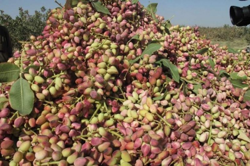 پیش‌بینی برداشت بیش از ۱۰ هزار تن محصول پسته در سیستان و بلوچستان