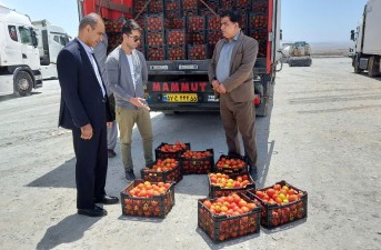 افزایش صادرات گوجه فرنگی باکاهش تعرفه