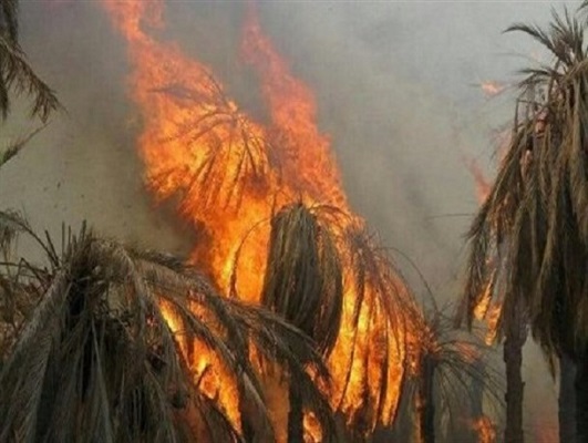 آتش گرفتن افزون بر۲۰۰نفر نخل خرما در بخش کهنوک کارواندر