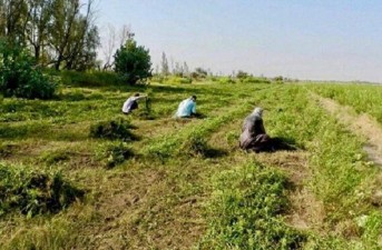 سالیانه ۱۴ هزار تن حنا در سیستان و بلوچستان تولید می‌شود