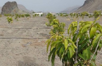 توسعه ۱۵۰ هکتاری باغات انبه در جنوب سیستان و بلوچستان