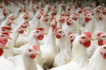 کشف بیش از ۳ تن مرغ زنده قاچاق در مرزهای سیستان و بلوچستان