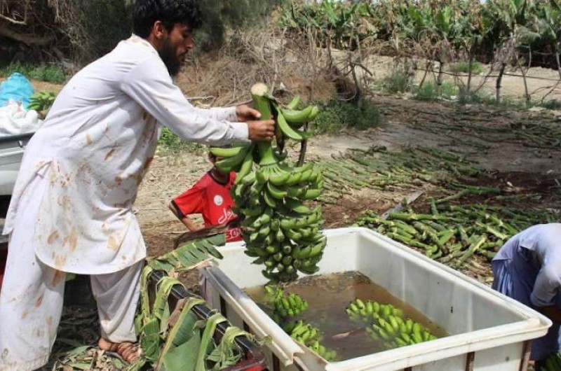 ۲۵۲ هزار تن انواع میوه‌های گرمسیری در سیستان و بلوچستان تولید شد