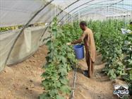 گزارش تصویری/ آغاز برداشت محصولات خیار و گوجه فرنگی از سطح گلخانه های شهرستان خاش