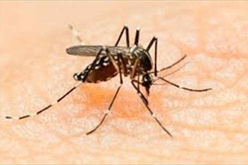 ویروس زیکا، جان 3 نفر را گرفت