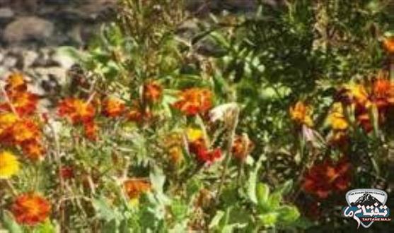 شهرستان خاش؛ رتبه نخست تولید گل و گیاه در سيستان و بلوچستان/ گل و گیاه نیاز مهم در جامعه ایده آل شهری