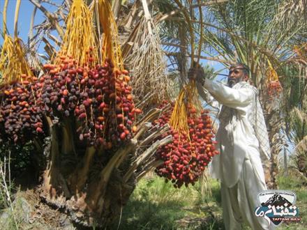 خرماي جنوب شرق به نام بلوچستان به كام پاكستان/طعم شيرين خرما در کام نخلكاران خاشي تلخ شد/خرماي خاش در حسرت برند سازي