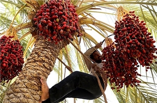 1380 هکتار از نخیلات خرما در سرباز زیرپوشش بیمه قرار دارد