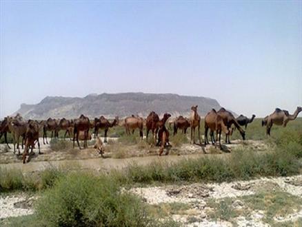 نقش شیر شتر و مولکولهای زیست فعال آن در درمان بیماری ها