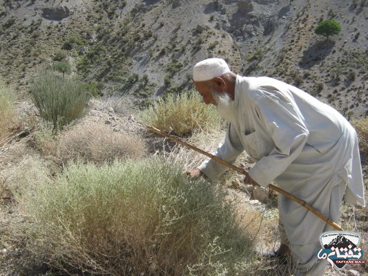 خاش، بهشت گیاهان دارویی/ نسخه گیاهی برای اقتصاد مقاومتی