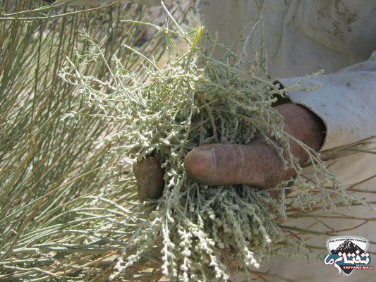 خاش، بهشت گیاهان دارویی/ نسخه گیاهی برای اقتصاد مقاومتی