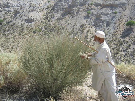 خاش، بهشت گیاهان دارویی/ نسخه گیاهی برای اقتصاد مقاومتی