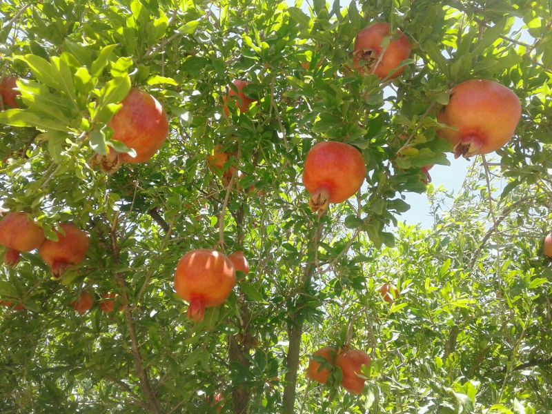 دهستان سنگان؛ مهد انار سيستان و بلوچستان/ باغات انار در شهرستان خاش به بار نشستند