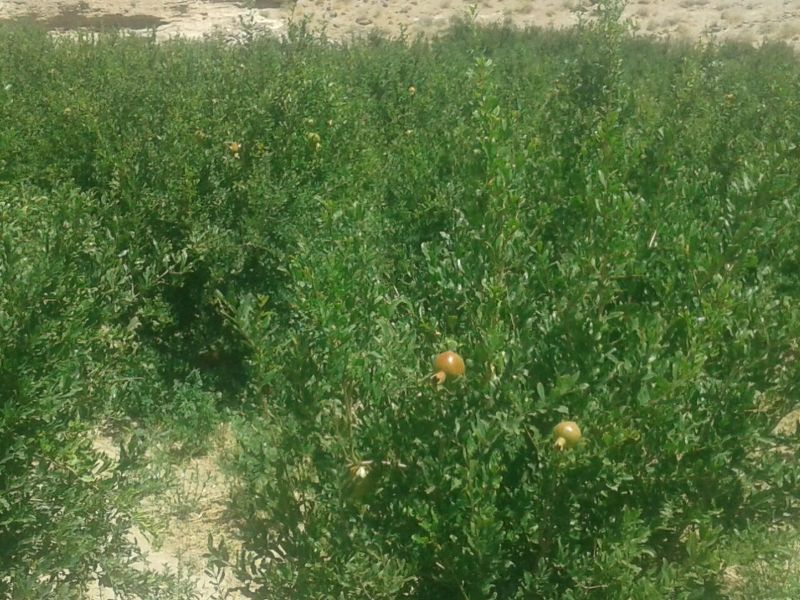 دهستان سنگان؛ مهد انار سيستان و بلوچستان/ باغات انار در شهرستان خاش به بار نشستند