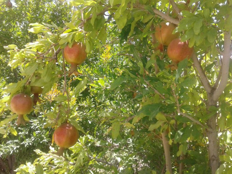 دهستان سنگان؛ مهد انار سيستان و بلوچستان/ باغات انار در شهرستان خاش به بار نشستند