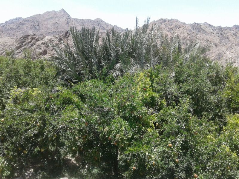 دهستان سنگان؛ مهد انار سيستان و بلوچستان/ باغات انار در شهرستان خاش به بار نشستند