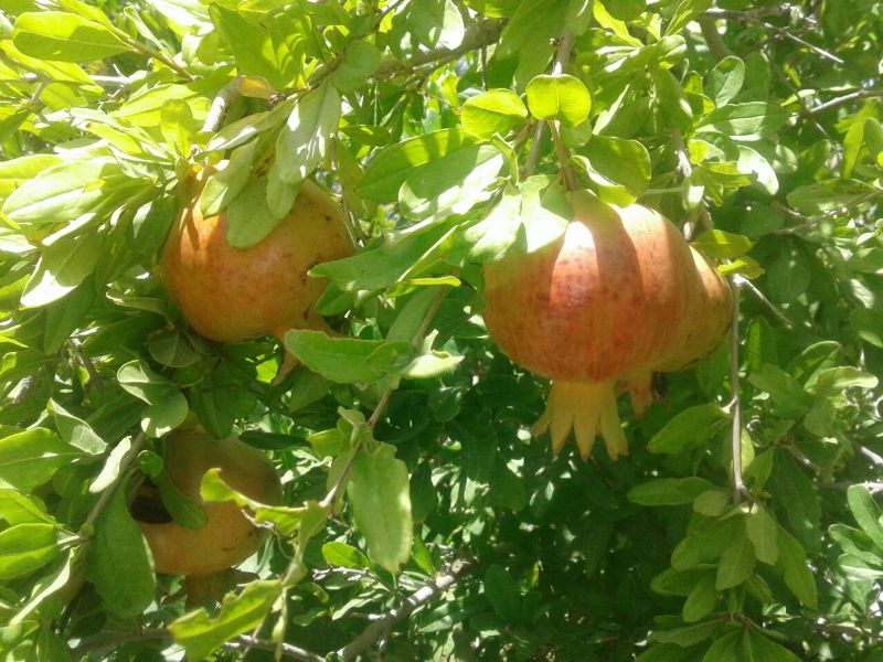 دهستان سنگان؛ مهد انار سيستان و بلوچستان/ باغات انار در شهرستان خاش به بار نشستند